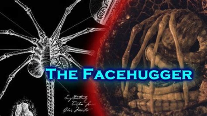 How was the Facehugger created?