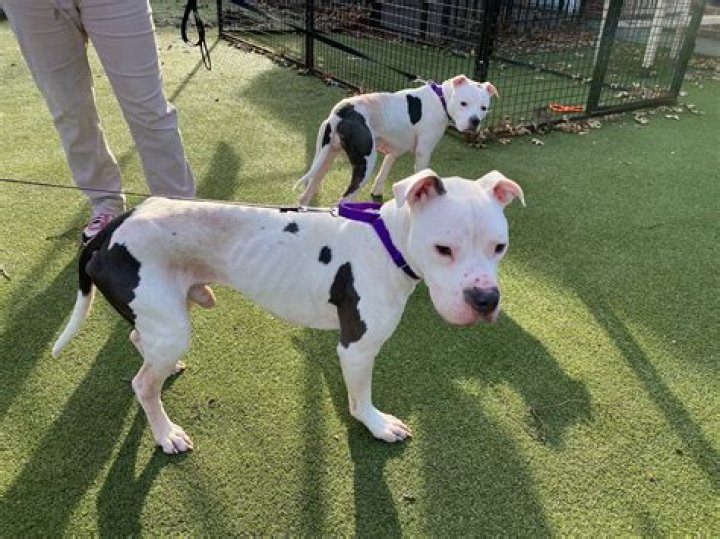 Is a 1 year old dog still a puppy?