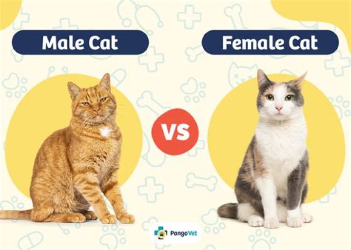 Is a male or female cat better?