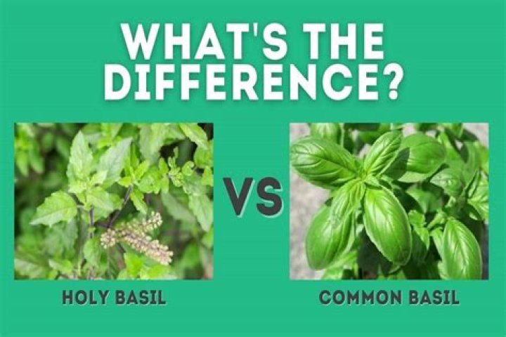 Is basil and tulsi same?