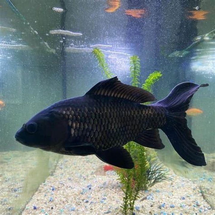 Is black goldfish rare?