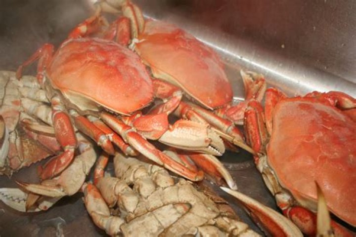 Is boiling crabs alive cruel?