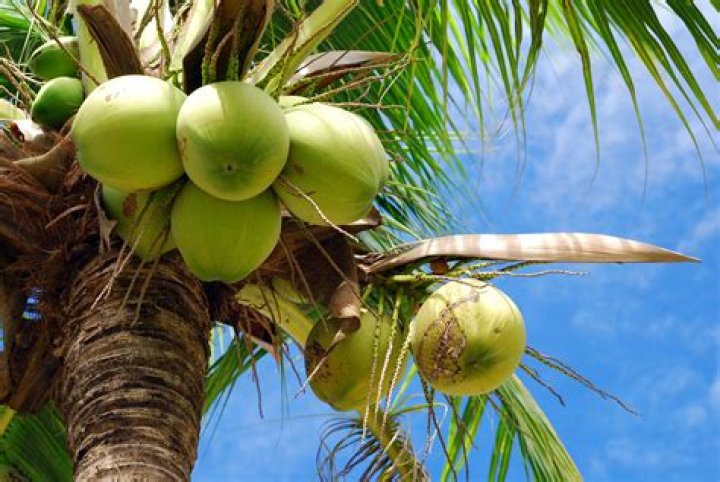 Is coconut The Tree of Life?