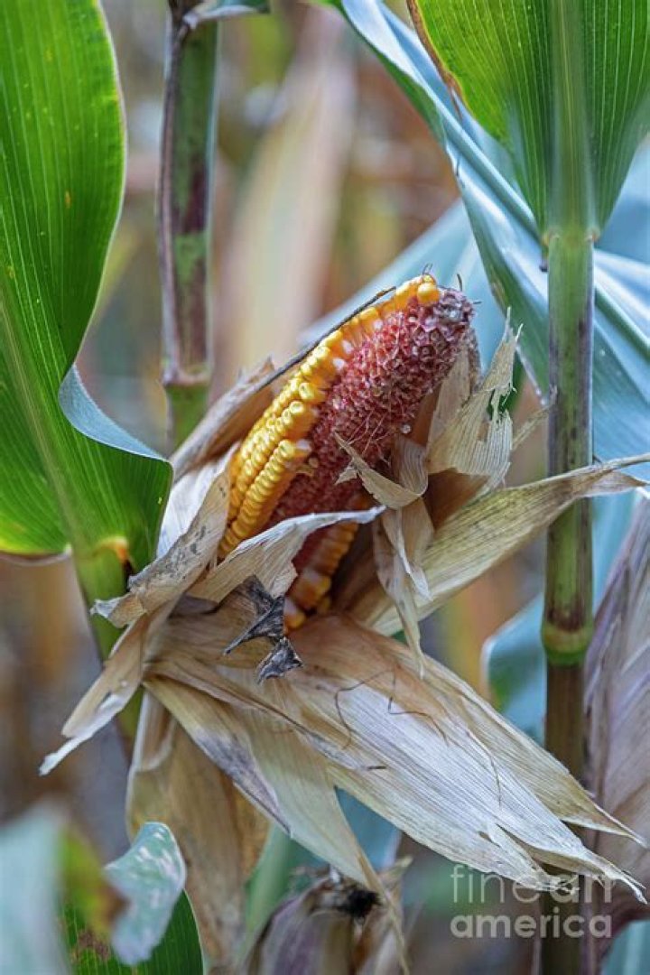 Is corn bad for deer?
