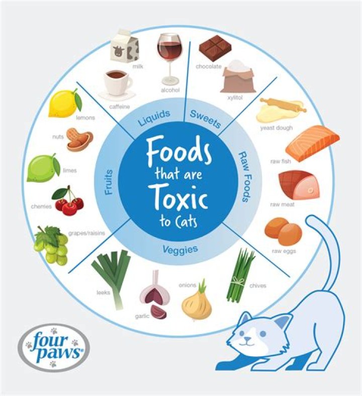 Is it normal for cats not to like each other at first?