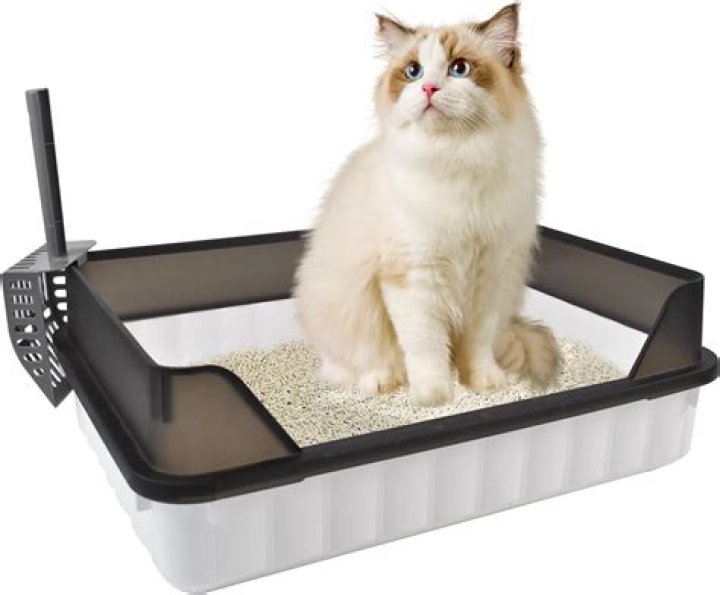 Is it OK to put kitty litter in toilet?