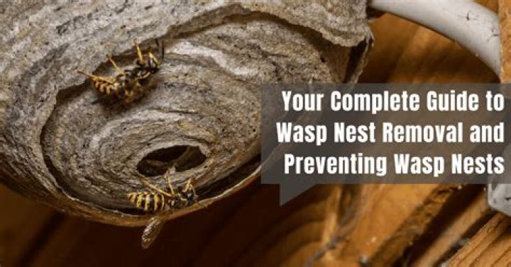 Is it safe to remove a wasp nest in winter?