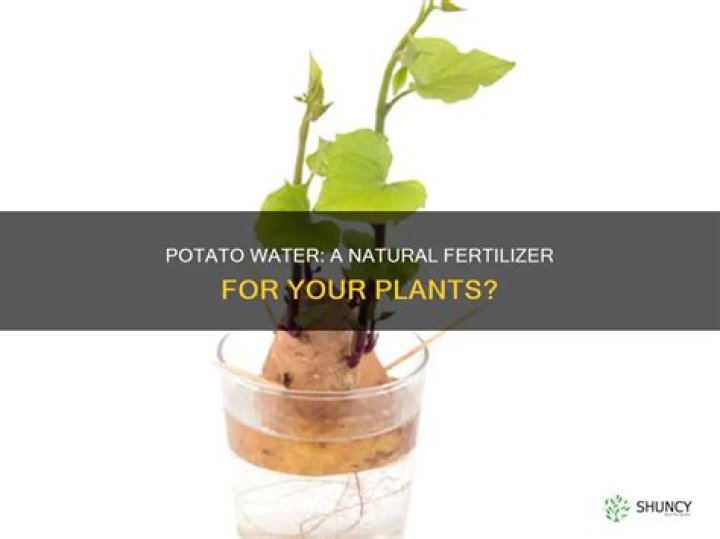 Is potato water good for plants?