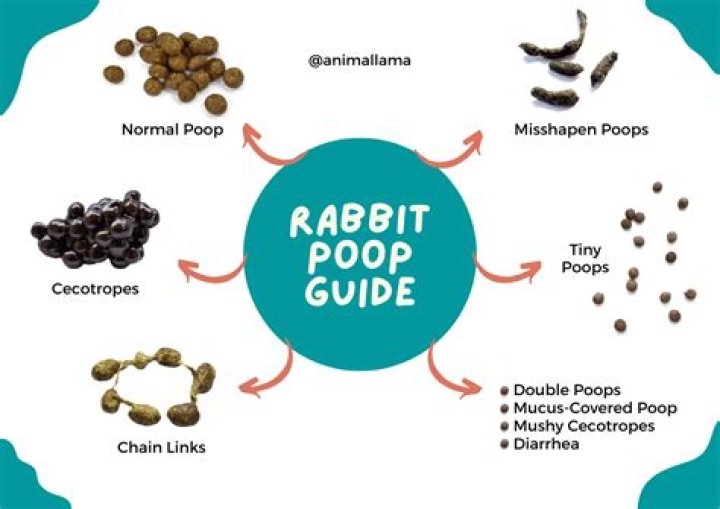 Is rabbit poop clean?