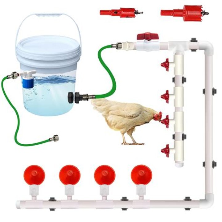 Is rain water good for chickens?