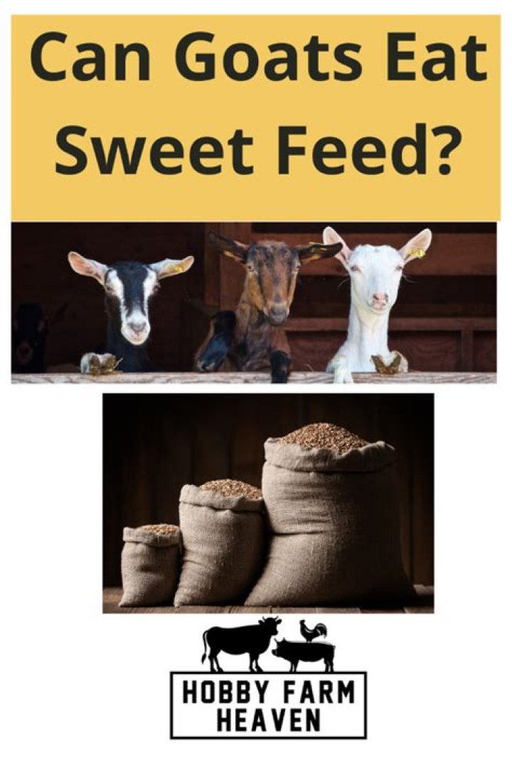 Is sweet feed good for goats?
