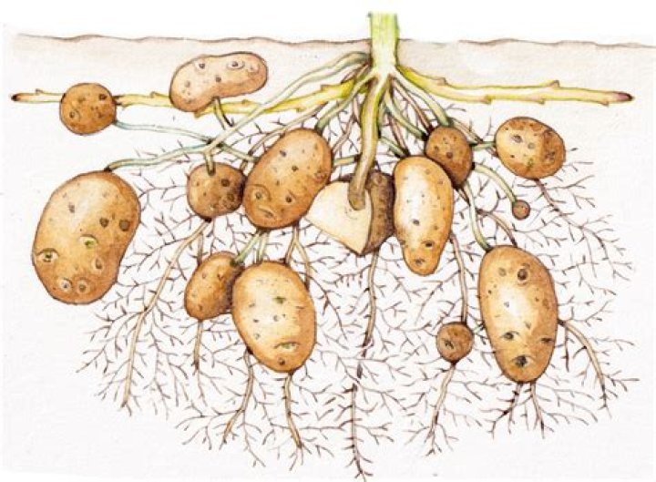 Is there arsenic in potatoes?