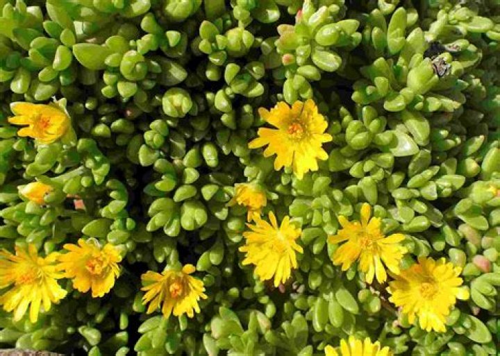 Is yellow ice plant a perennial?
