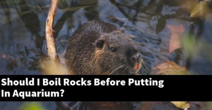 Should I boil rocks before putting in aquarium?