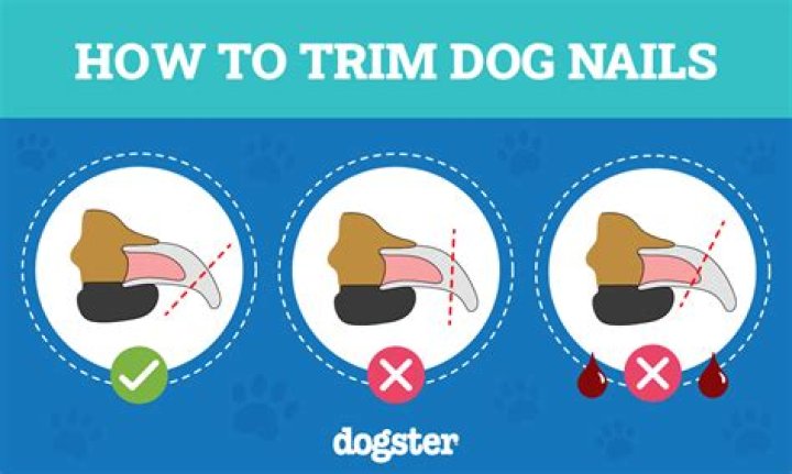 Should I clean my dog's nails?