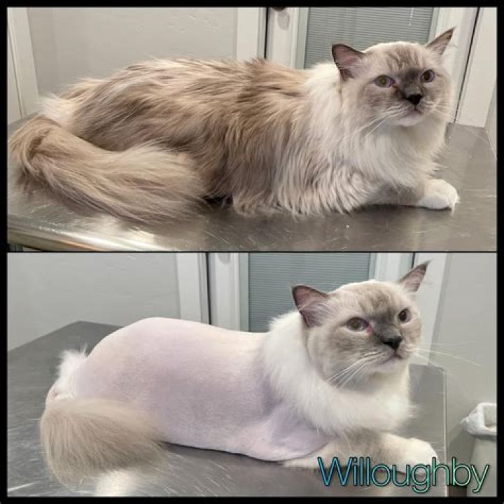 Should I give my cat a lion cut?
