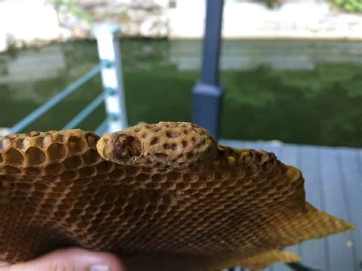 Should I remove queen cells?