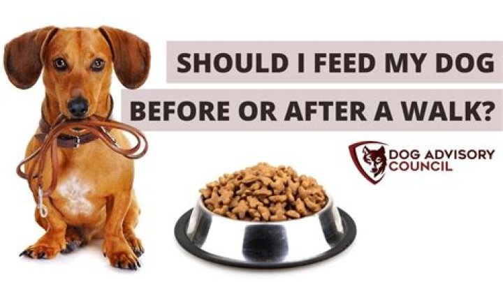 Should I walk my dog before or after he eats?