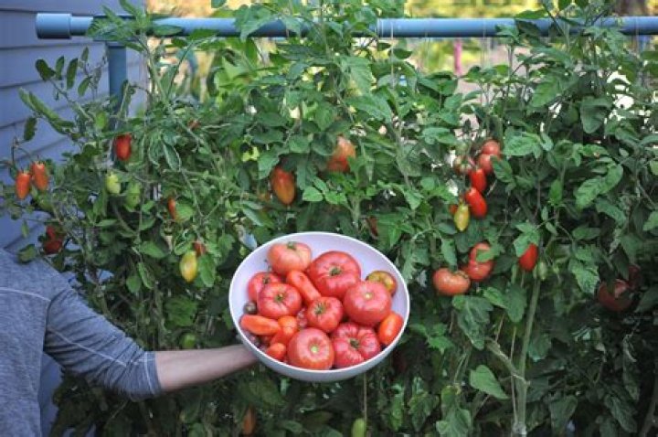 Should I water tomatoes every day?