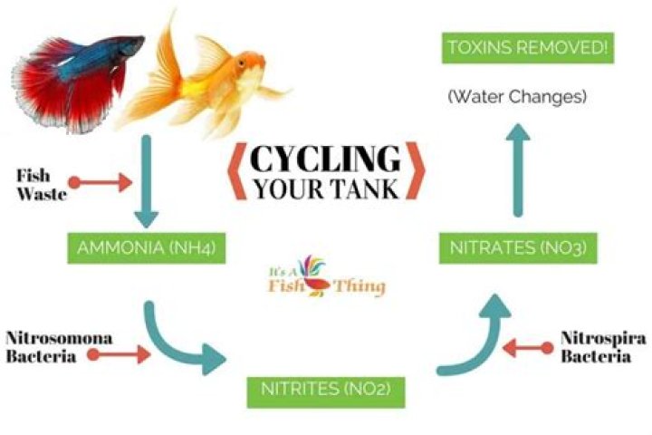 Should you do water changes while tank is cycling?