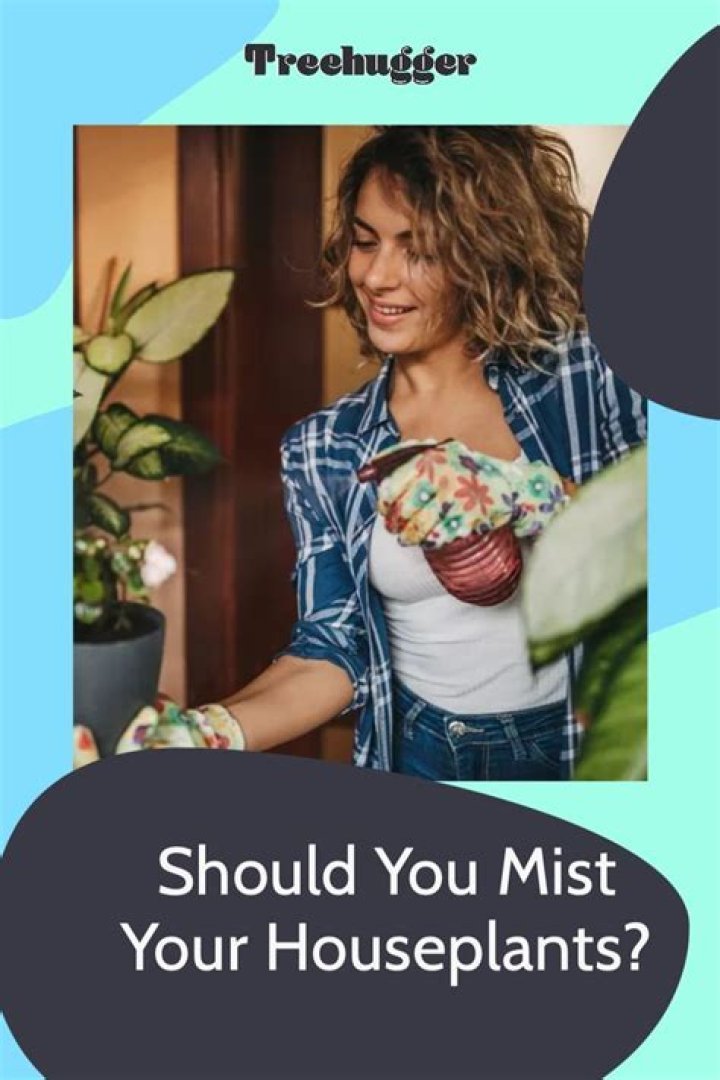 Should you mist your houseplants?