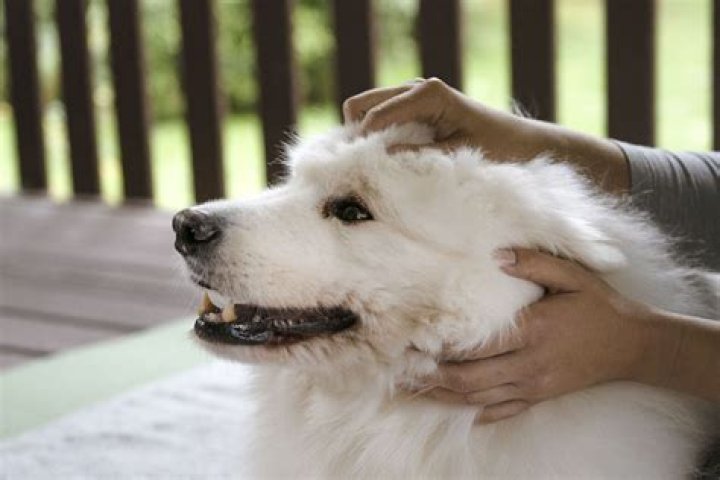 Should you rub a dog's ears?