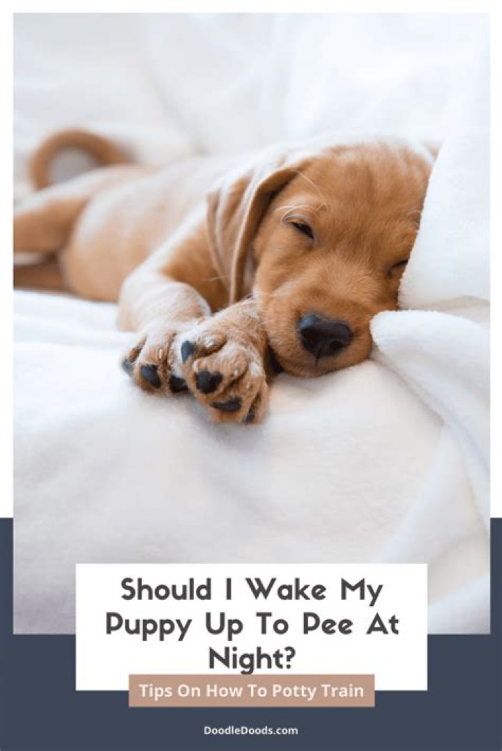 Should you wake puppy up to pee?