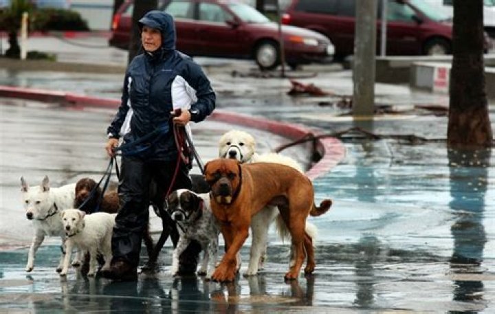 Should you walk your dog in the rain?