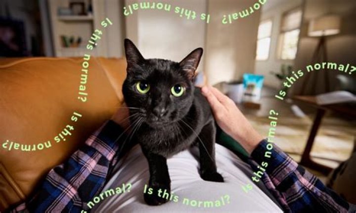 What's it mean when a cat stares at you?