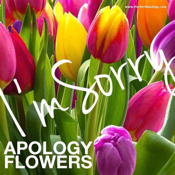 What are apology roses?