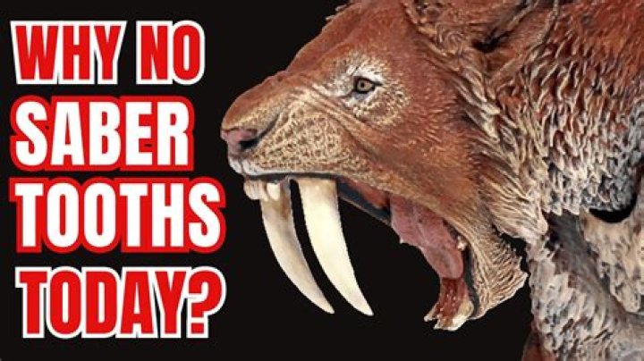 What are Sabertooths claws made of?