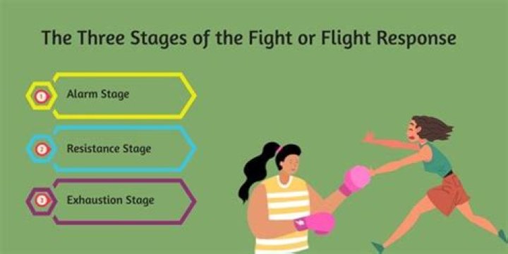 What are the 3 stages of fight-or-flight?