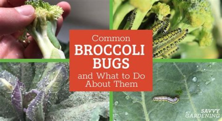 What are the GREY bugs on my broccoli?