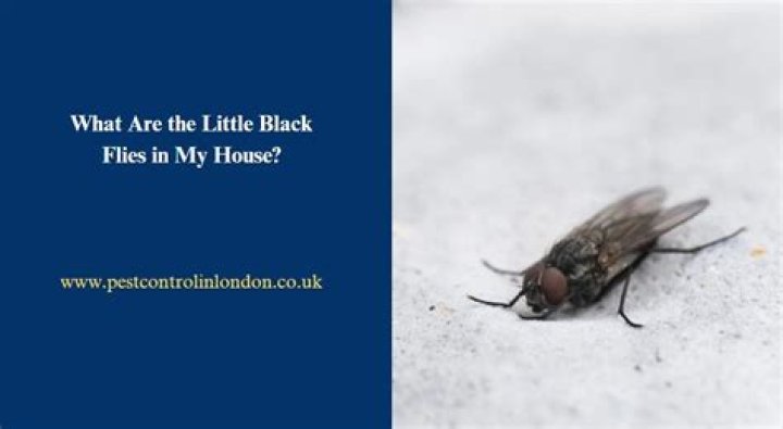 What are the little black flies in my compost?