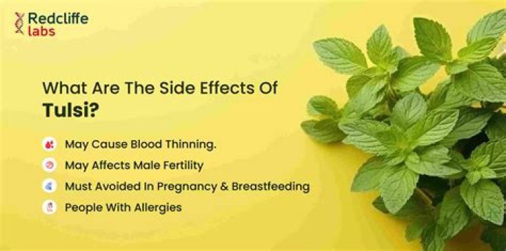 What are the side effects of tulsi?