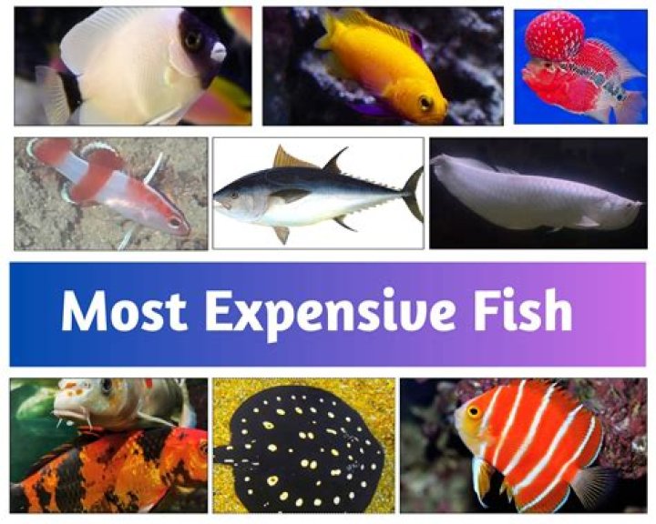 What are the top 10 most expensive fish?