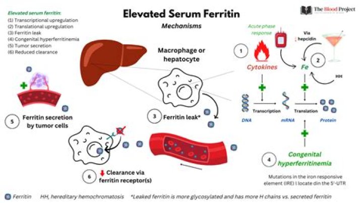 What can falsely elevated ferritin?