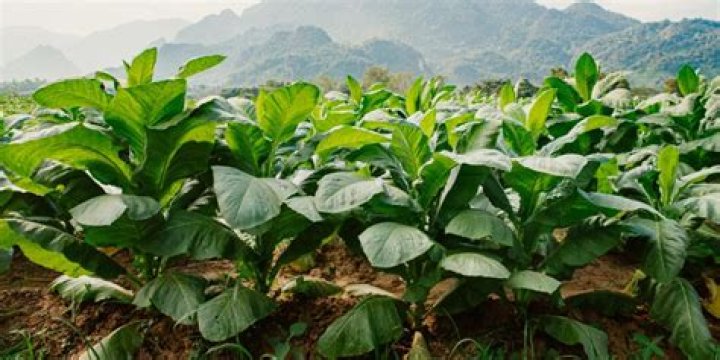 What category does tobacco fall under?