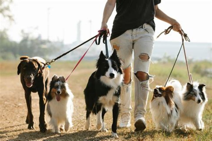 What city in the U.S. has the most dogs?