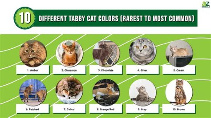 What color cat is the calmest?