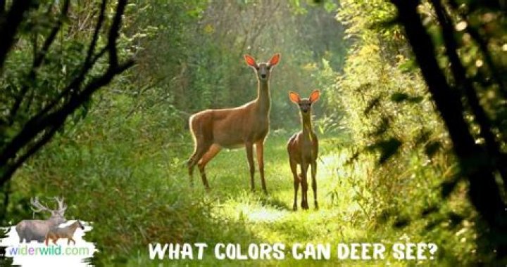What color do deer see the best?