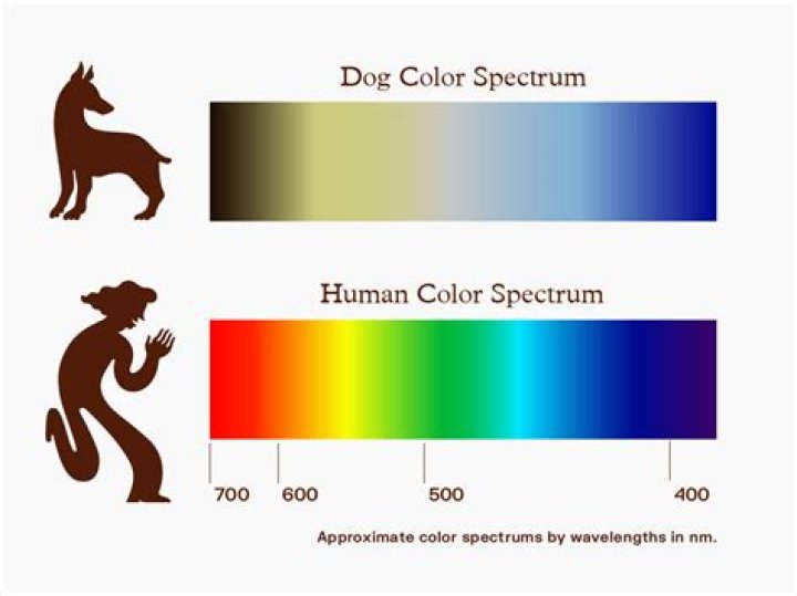 What color do dogs see humans?