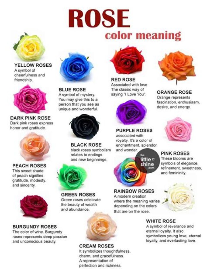 What color rose for a new relationship?