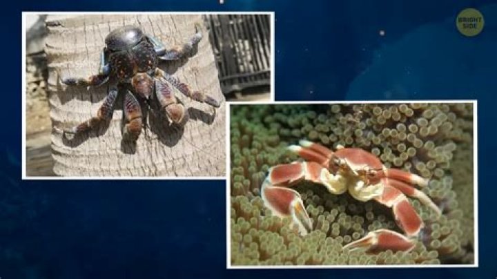 What did Calypso say before turning into crabs?