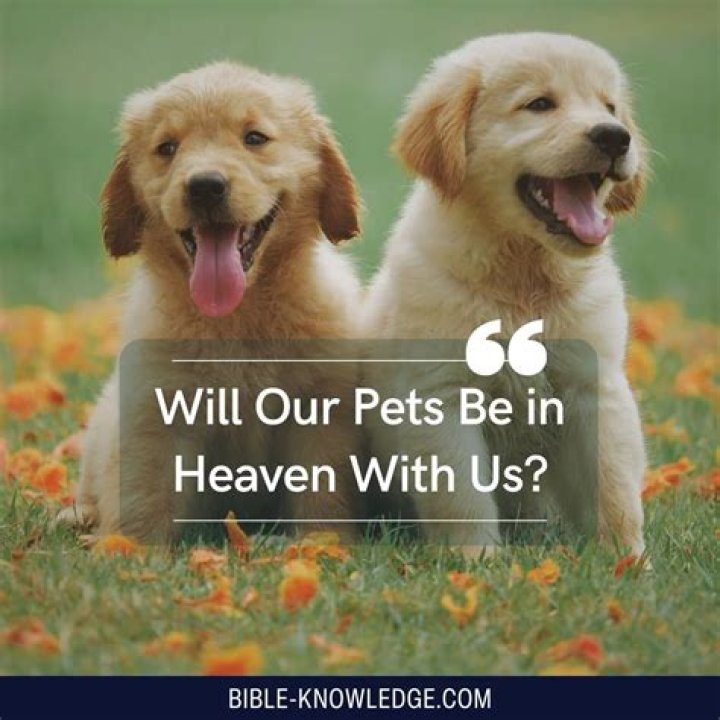 What did Pope Francis say about dogs going to heaven?