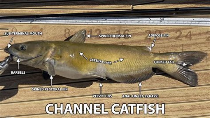What do catfish bite on?