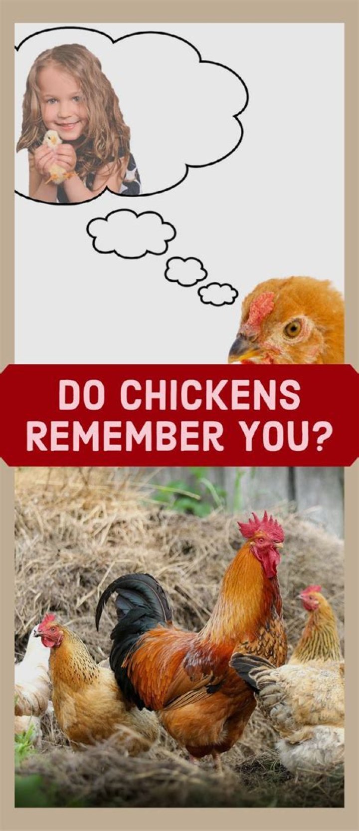 What do chickens remember?