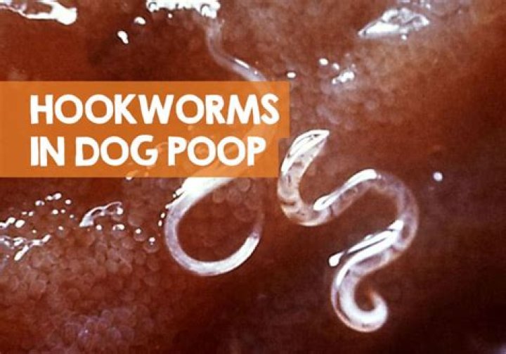 What do dog worms look like in poop?