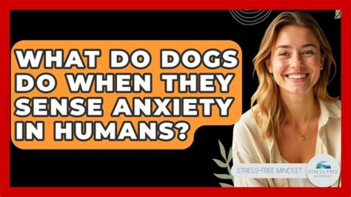 What do dogs do when they sense anxiety?