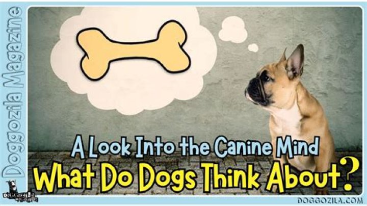 What do dogs think when they go to the vet?